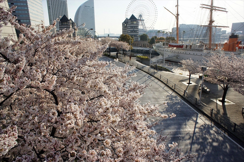 1013_なとみらい_神奈川