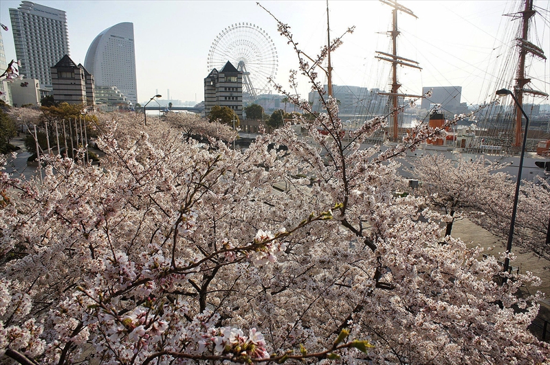 1014_なとみらい_神奈川