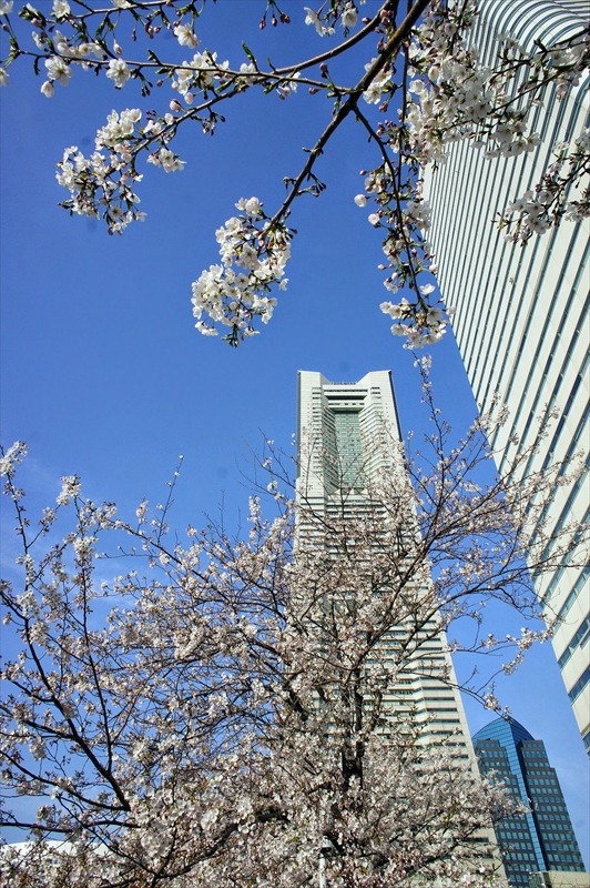 1022_なとみらい_神奈川