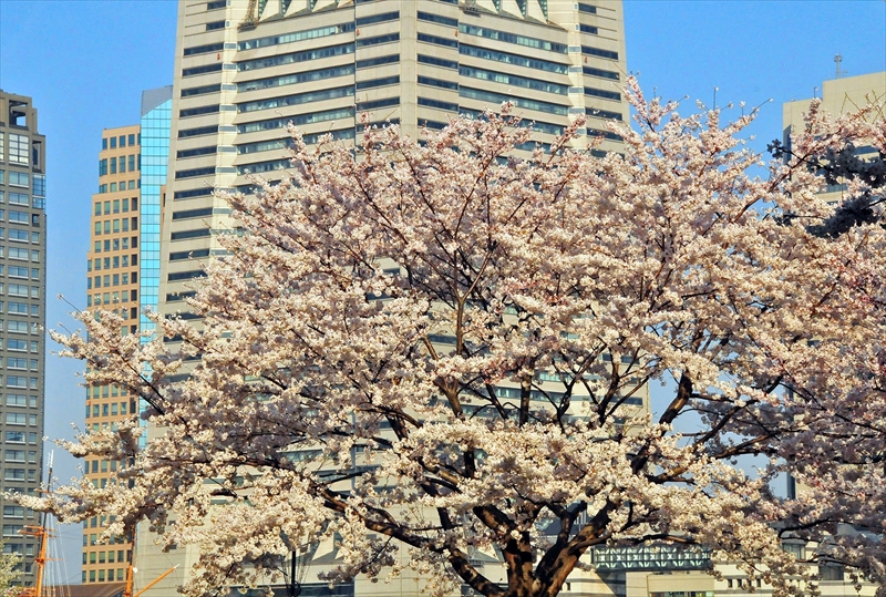 1039_なとみらい_神奈川