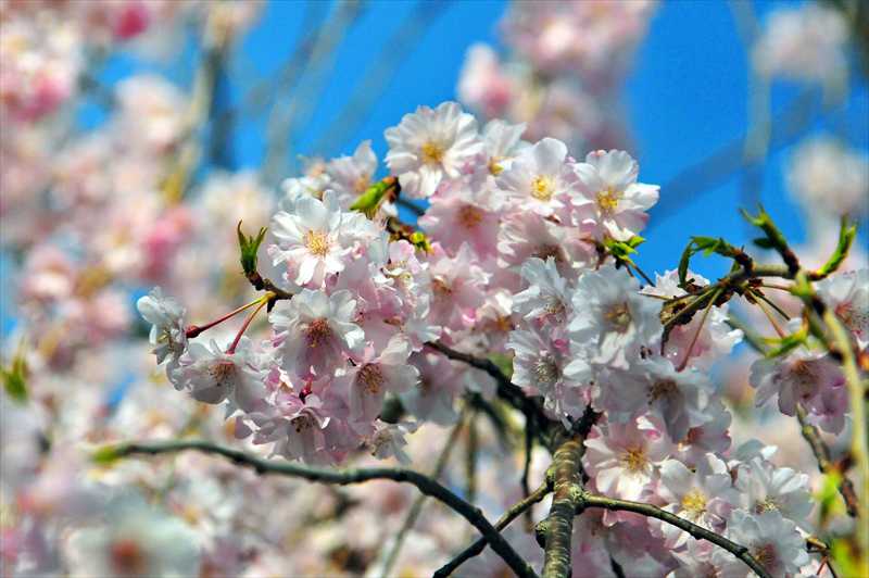 1010_日本のさくら（素材）_日本