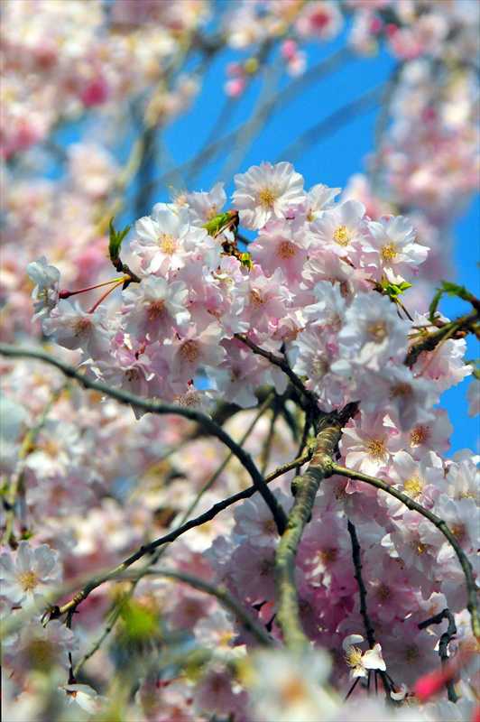 1011_日本のさくら（素材）_日本