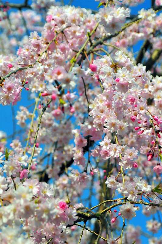 1012_日本のさくら（素材）_日本