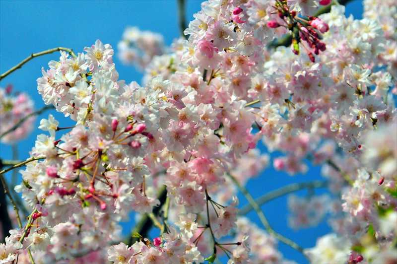 1013_日本のさくら（素材）_日本