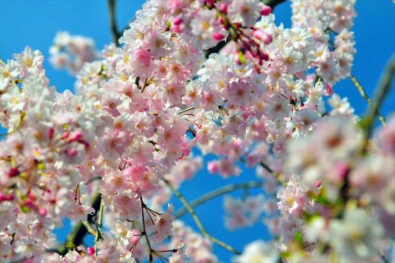 1014_日本のさくら（素材）_日本