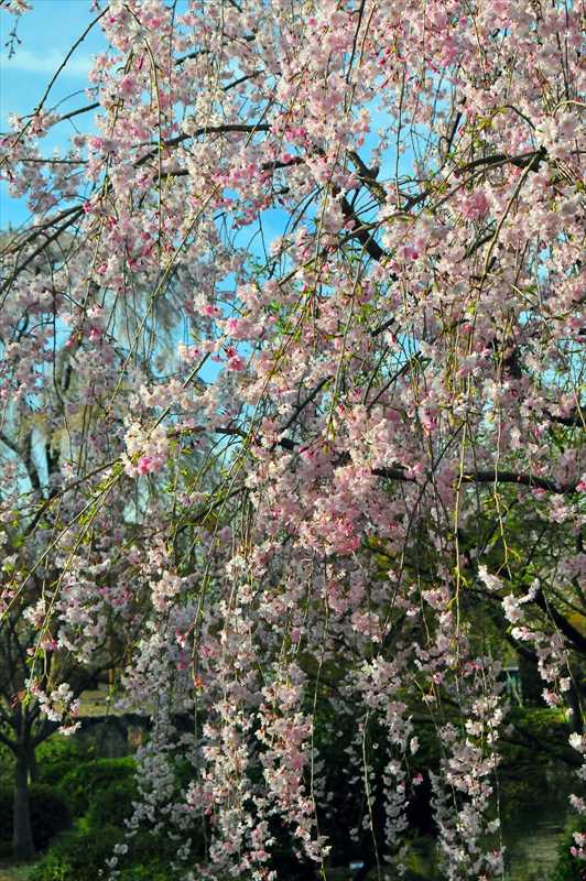 1015_日本のさくら（素材）_日本