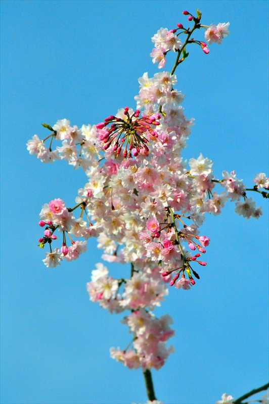 1016_日本のさくら（素材）_日本