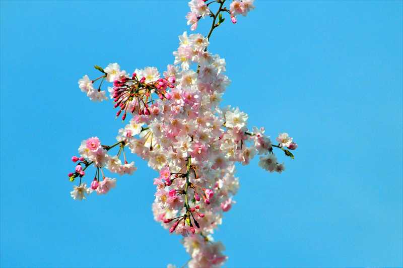 1017_日本のさくら（素材）_日本