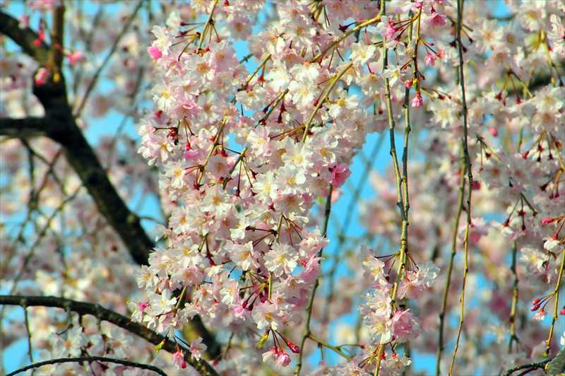 1018_日本のさくら（素材）_日本