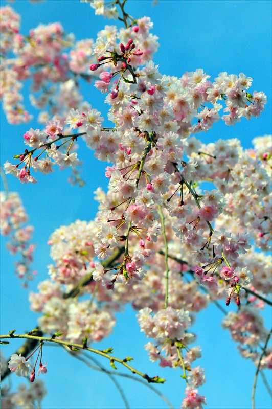 1019_日本のさくら（素材）_日本