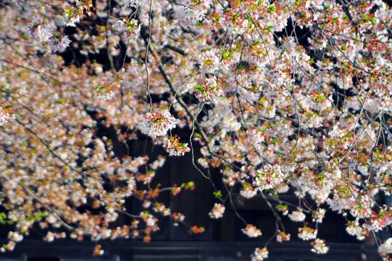 1020_日本のさくら（素材）_日本