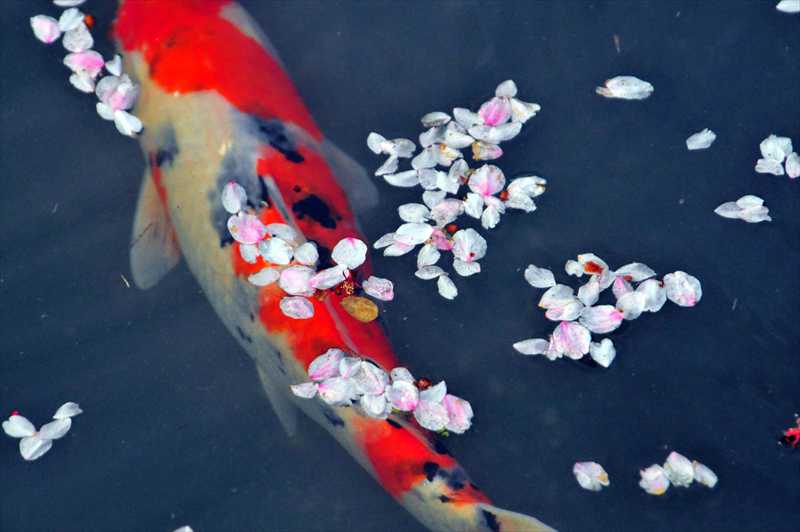 1021_日本のさくら（素材）_日本