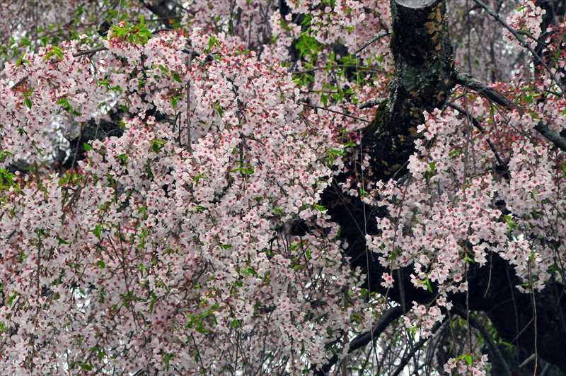 1022_日本のさくら（素材）_日本