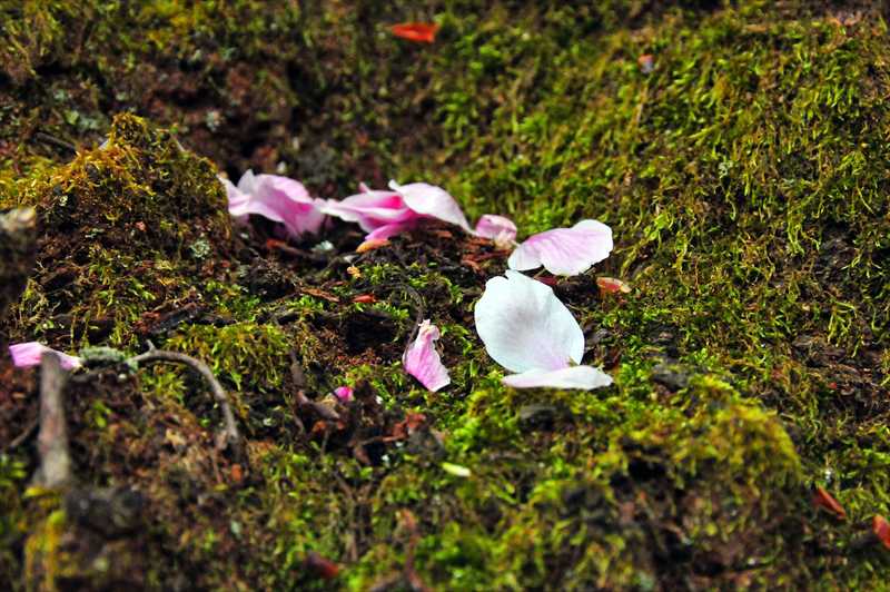 1023_日本のさくら（素材）_日本