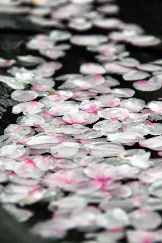 1025_日本のさくら（素材）_日本