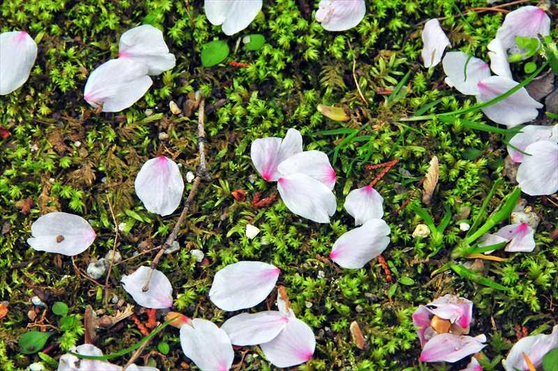 1027_日本のさくら（素材）_日本