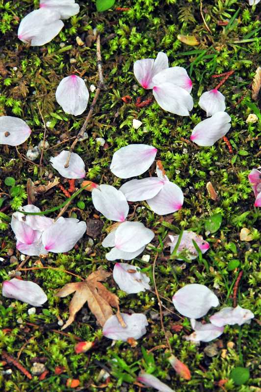 1028_日本のさくら（素材）_日本