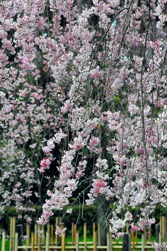 1029_日本のさくら（素材）_日本