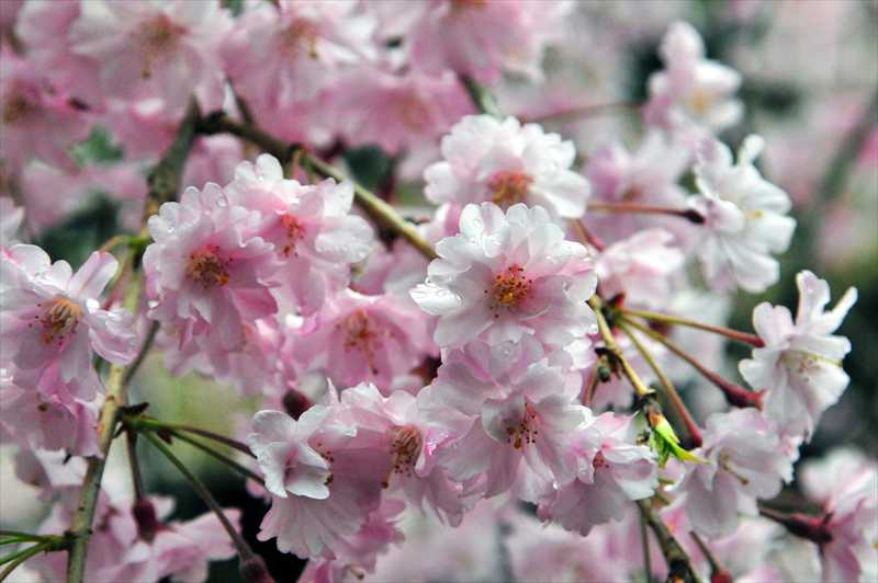 1031_日本のさくら（素材）_日本