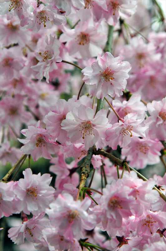 1032_日本のさくら（素材）_日本