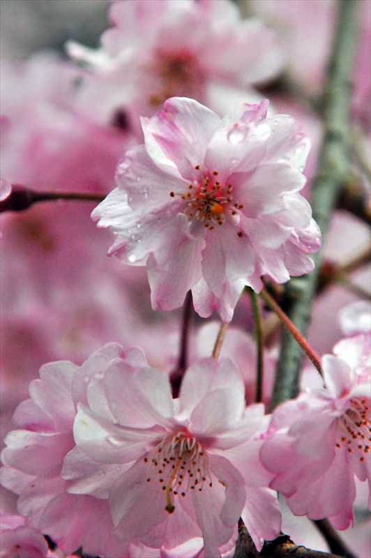 1033_日本のさくら（素材）_日本