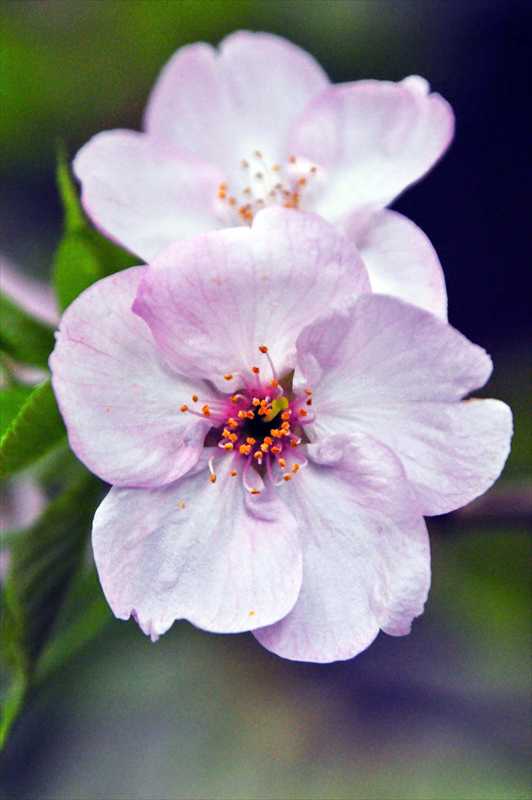 1036_日本のさくら（素材）_日本