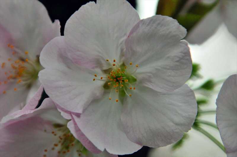 1037_日本のさくら（素材）_日本