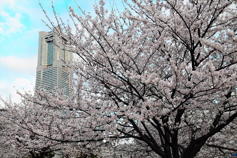 1041_なとみらい_神奈川