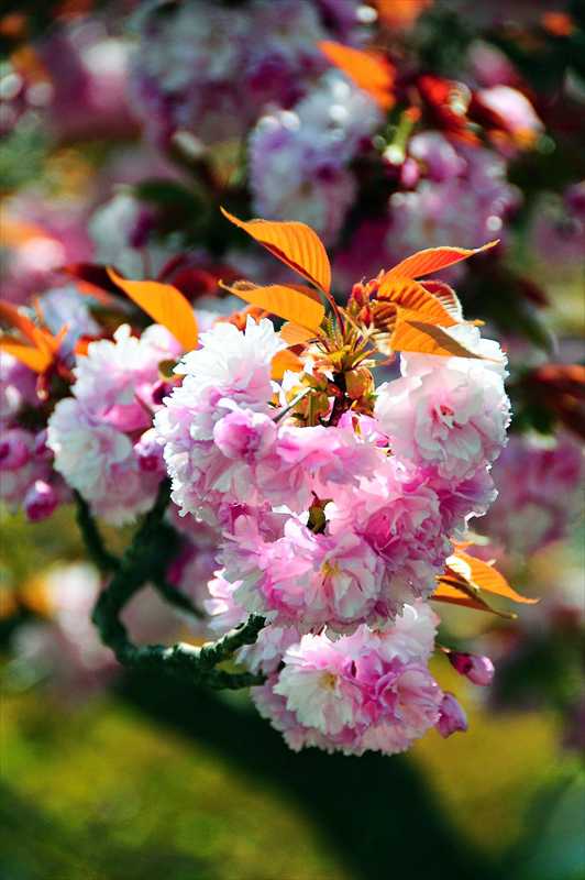 1039_日本のさくら（素材）_日本