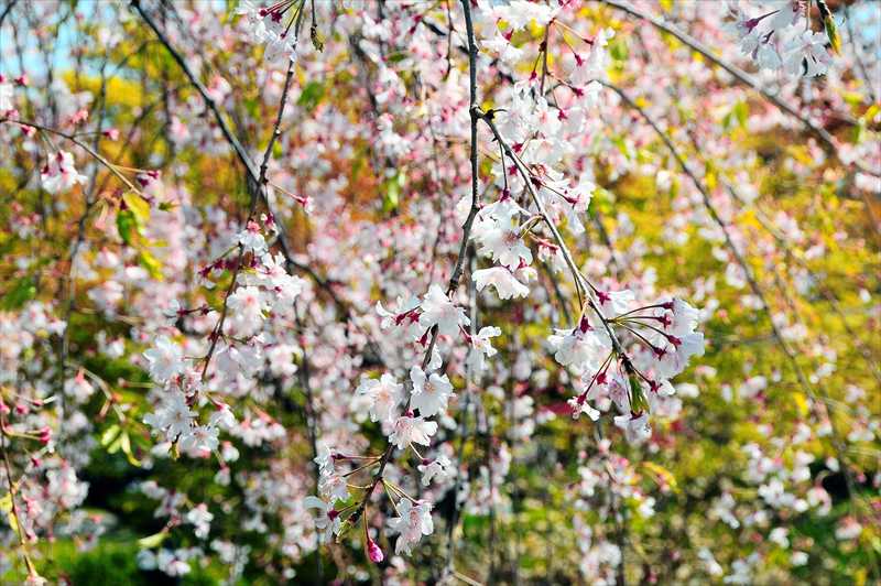 1040_日本のさくら（素材）_日本