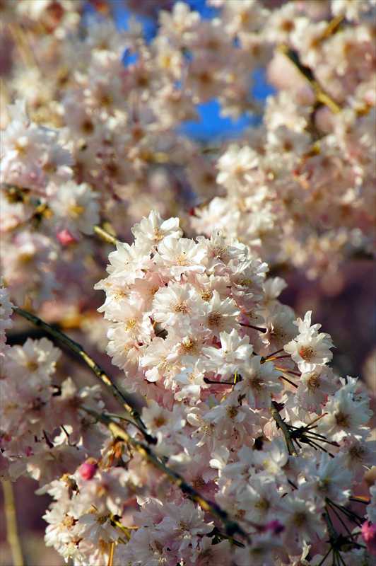 1042_日本のさくら（素材）_日本