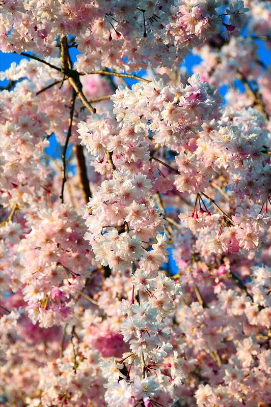 1043_日本のさくら（素材）_日本