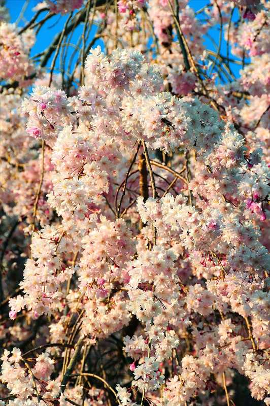 1044_日本のさくら（素材）_日本