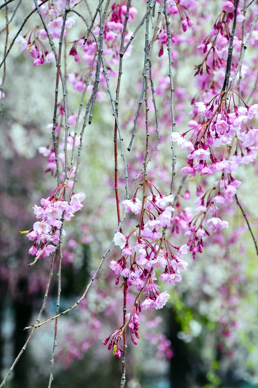 1011_水沢公園_岩手