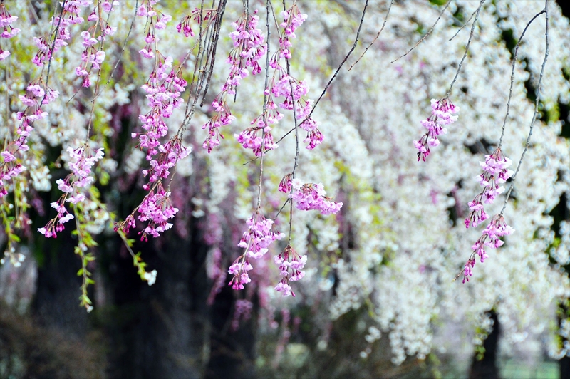1012_水沢公園_岩手
