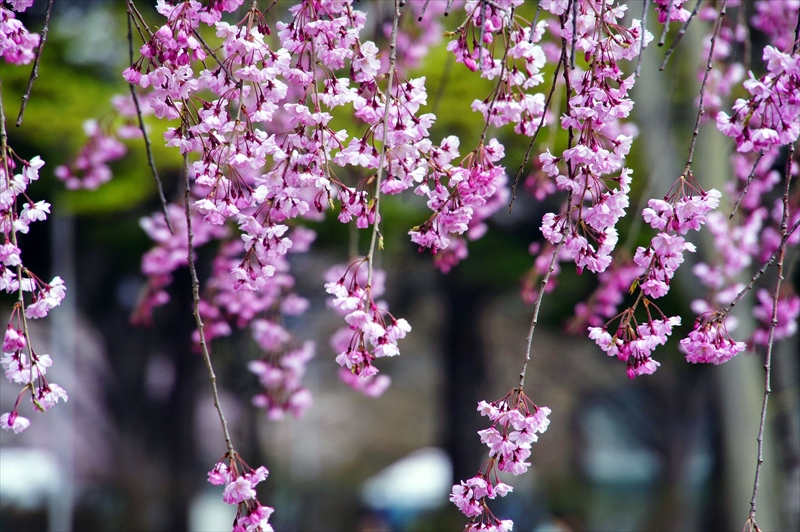 1013_水沢公園_岩手