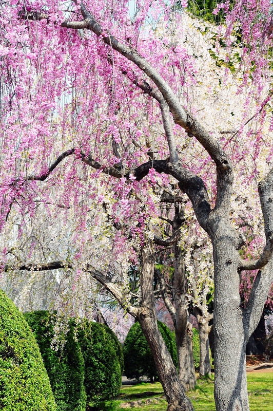 1014_水沢公園_岩手