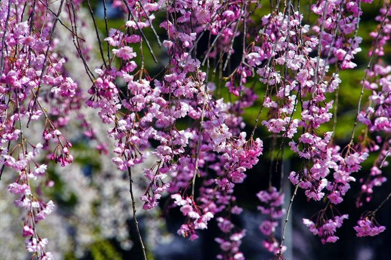 1015_水沢公園_岩手