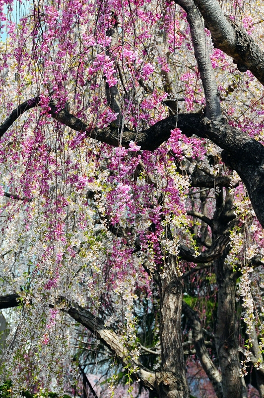 1016_水沢公園_岩手
