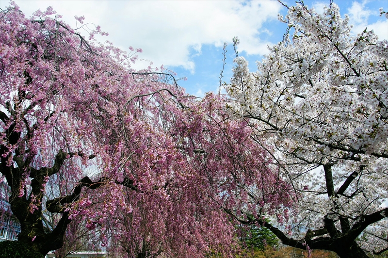 1017_水沢公園_岩手
