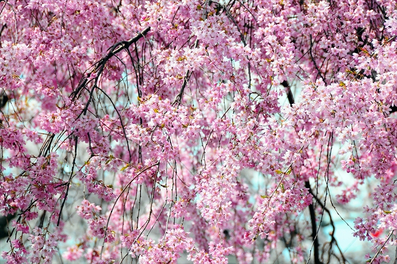 1018_水沢公園_岩手