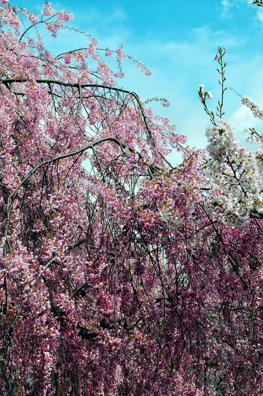 1019_水沢公園_岩手