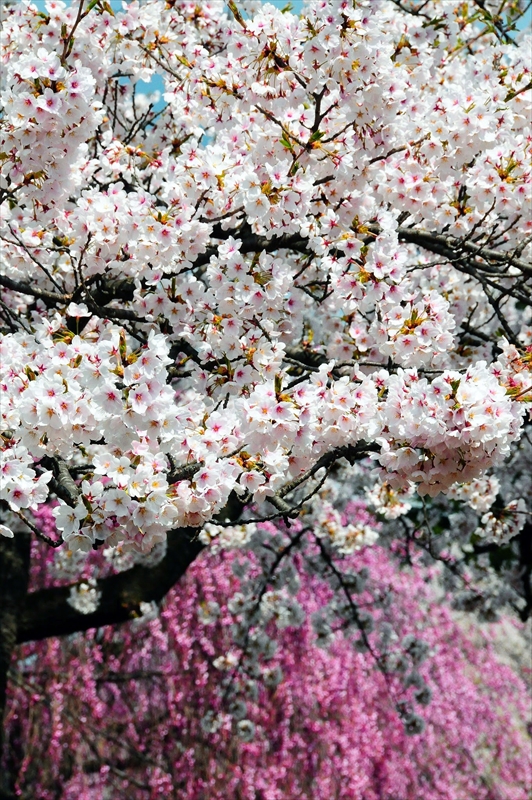 1022_水沢公園_岩手