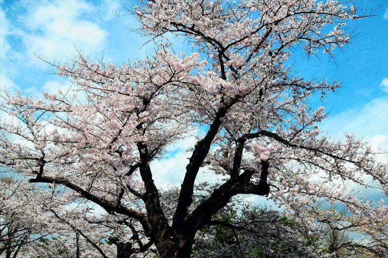 1027_水沢公園_岩手