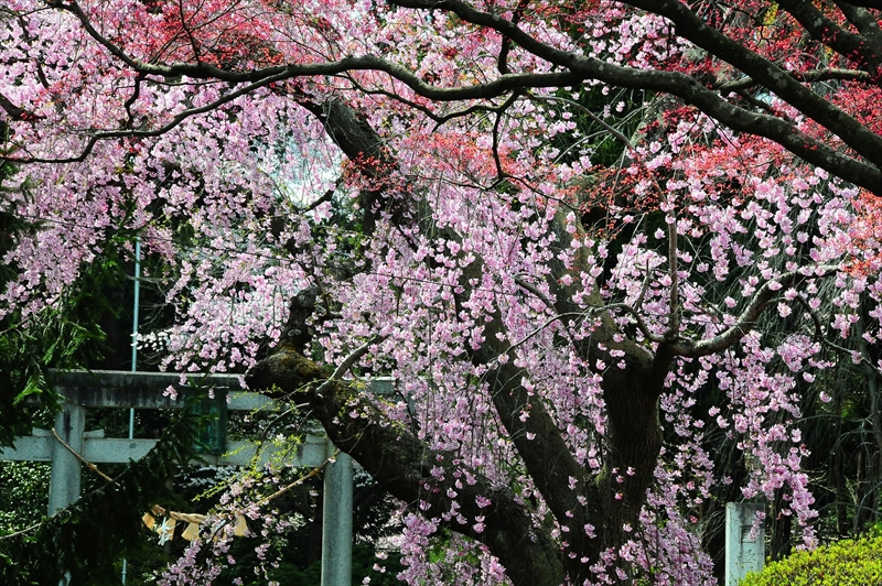 1028_陸中一宮駒形神社_岩手
