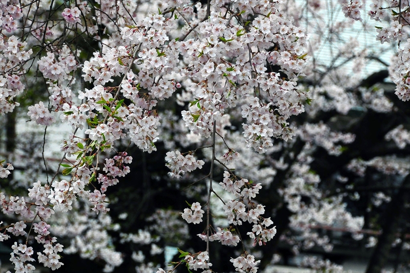 1029_陸中一宮駒形神社_岩手