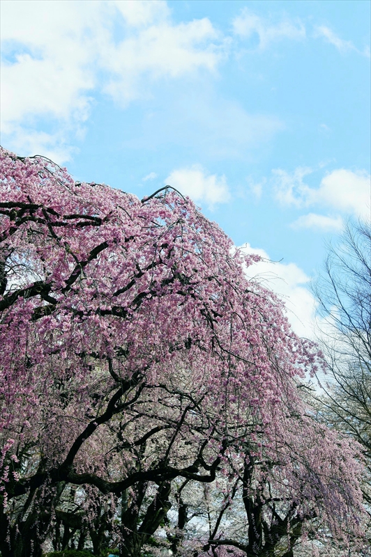 1030_陸中一宮駒形神社_岩手