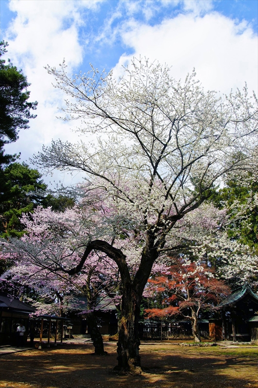 1034_陸中一宮駒形神社_岩手