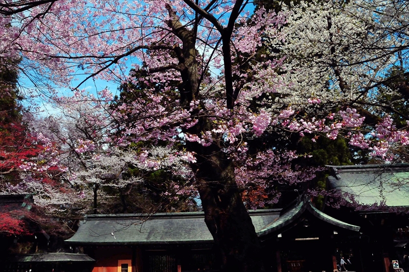1041_陸中一宮駒形神社_岩手