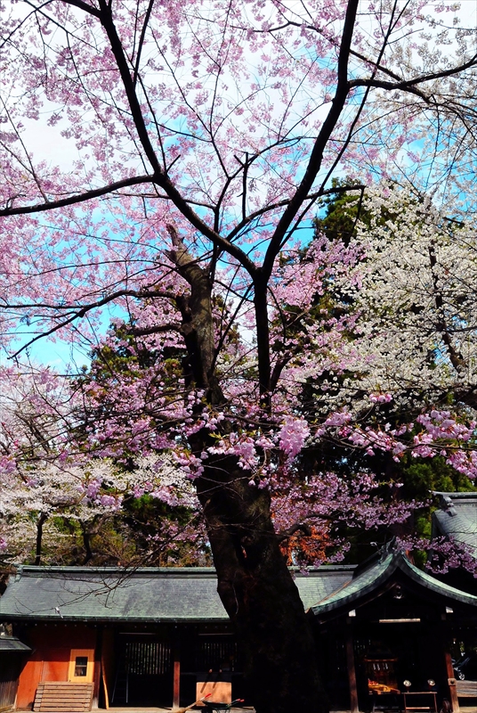 1042_陸中一宮駒形神社_岩手